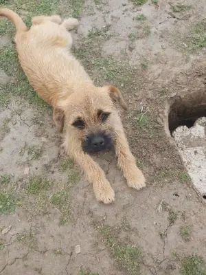 DONEZ 2 cățelușe + mama catelusa sterilizata, vaccinate, deparazitate