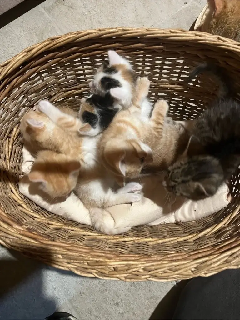 4 / 4