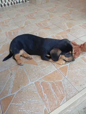 Donez catel teckel