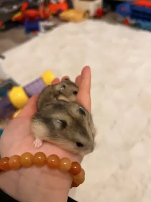 Donez hamsteri , NU livrez !