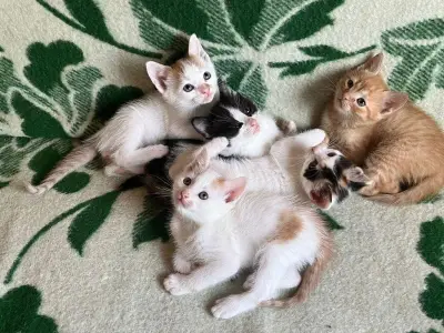 Pisicuțe pentru adoptie