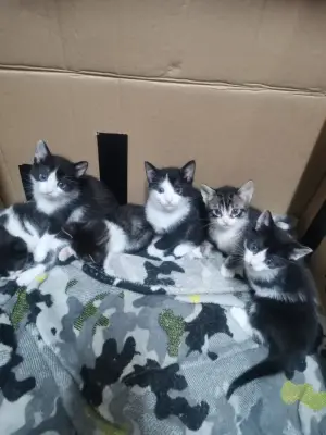 Ofer spre donatie pui de pisică