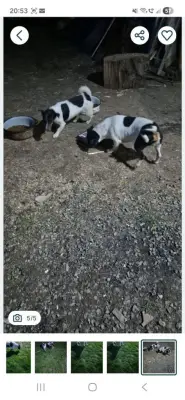 Donez catei Jack Russel Terrier