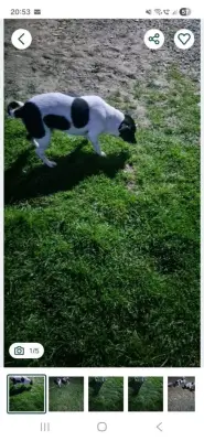 Donez catei Jack Russel Terrier