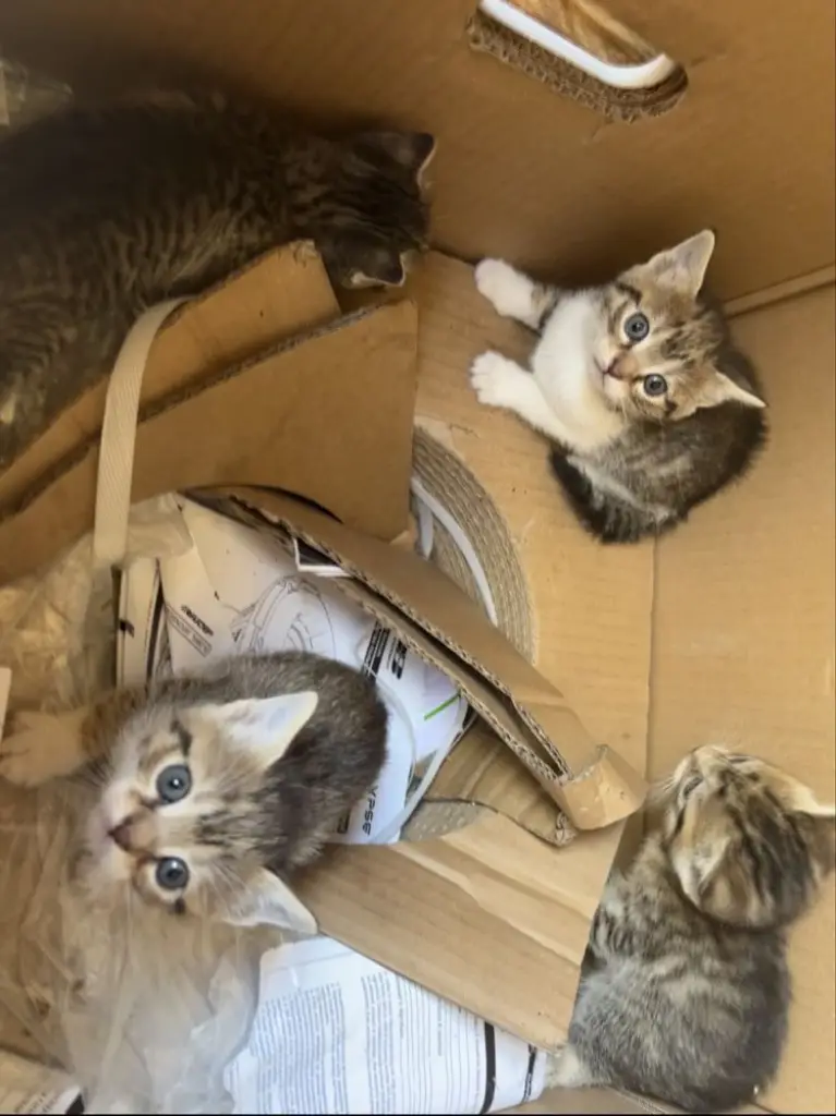 3 / 4