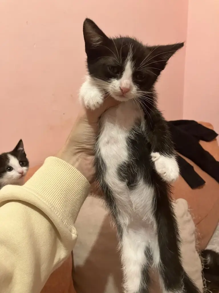 4 / 5