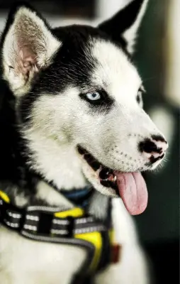 Donez spre adoptie pui de husky siberian. Somova, Tulcea.