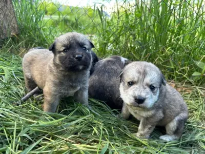 Donez spre adoptie pui de husky siberian. Somova, Tulcea.