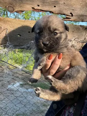 Donez spre adoptie pui de husky siberian. Somova, Tulcea.