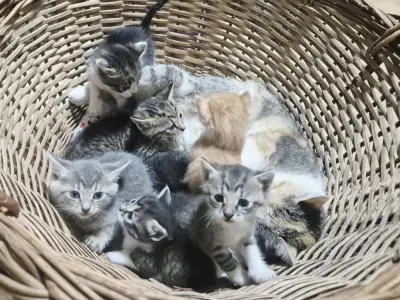 Donez pufoșenii