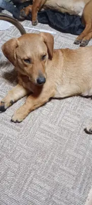 Donez cățel iubitorilor de animale