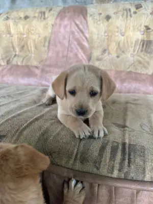 Donez cățeluși 2 albi 1 bej si unul negru