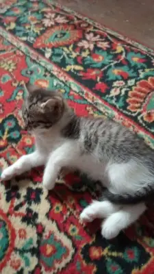 Donez pisică