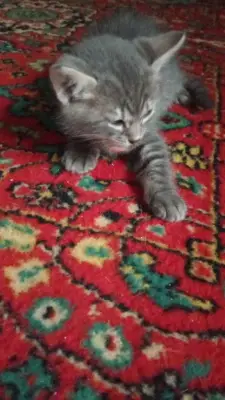 Donez pisică
