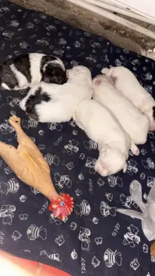 Pui Bichon Maltez