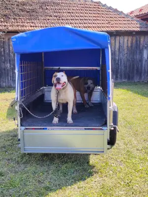 Donez câine Amstaff