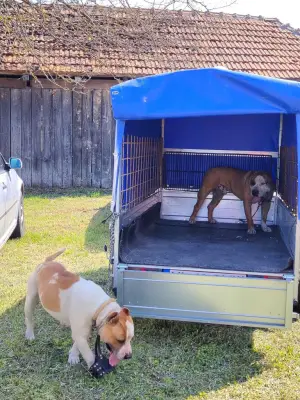 Donez câine Amstaff