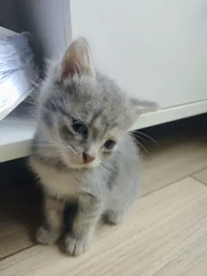 Donez pui de pisica jucăuși
