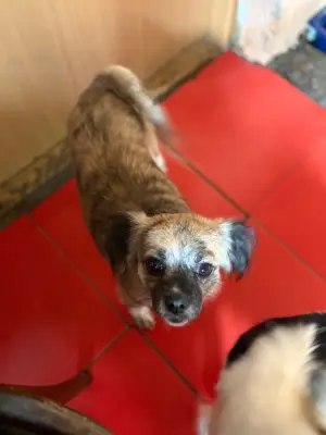 Donez catelusa