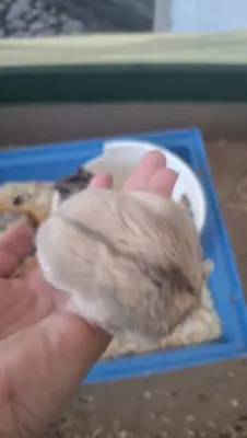 Donez hamsteri pitici