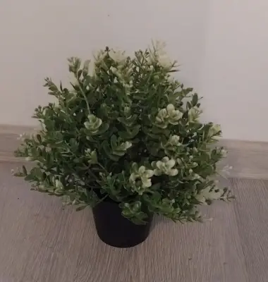 Orhidee planta decorativa donatie