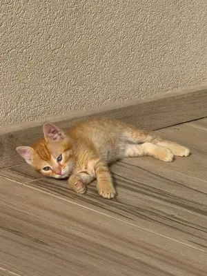 Donez 3 pisoi adorabili – 2 băieței și 1 fetiță, 2 luni – Vulcan, Brașov