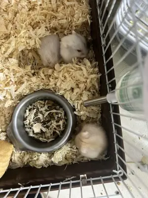 Hamsteri pui si adulti donez