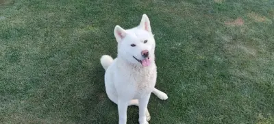 Donez câine Akita Inu