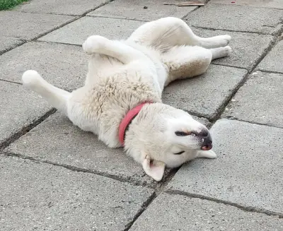 Donez câine Akita Inu