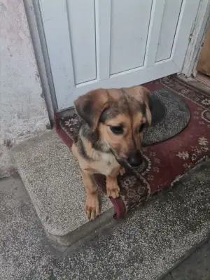 Anunț adopție responsabilă