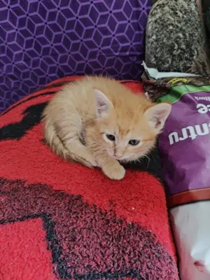 Donez pisoi tarcat si galben obișnuiți cu oamenii și la litiera