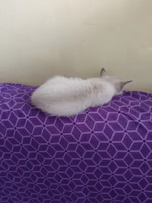 Donez pisoi tarcat si galben obișnuiți cu oamenii și la litiera