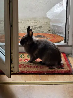 Donez o iepurica draguta si cuminte
