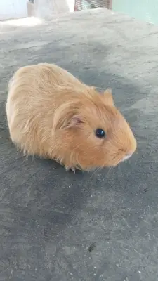 Donez sau vând porcușori de guineea