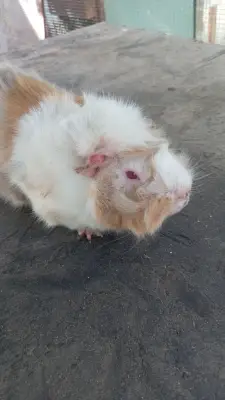 Donez sau vând porcușori de guineea