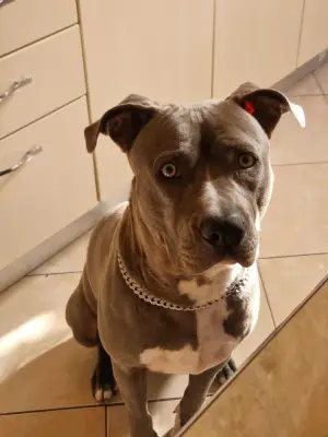 Donez cățelușă rasa Amstaff Blue