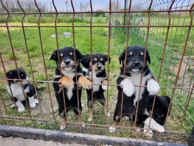 Donez 4 pui de catel, frumosi, sanatosi, talie medie, varsta 2 luni