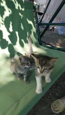 Pisicuțe de 1 luna jumătate