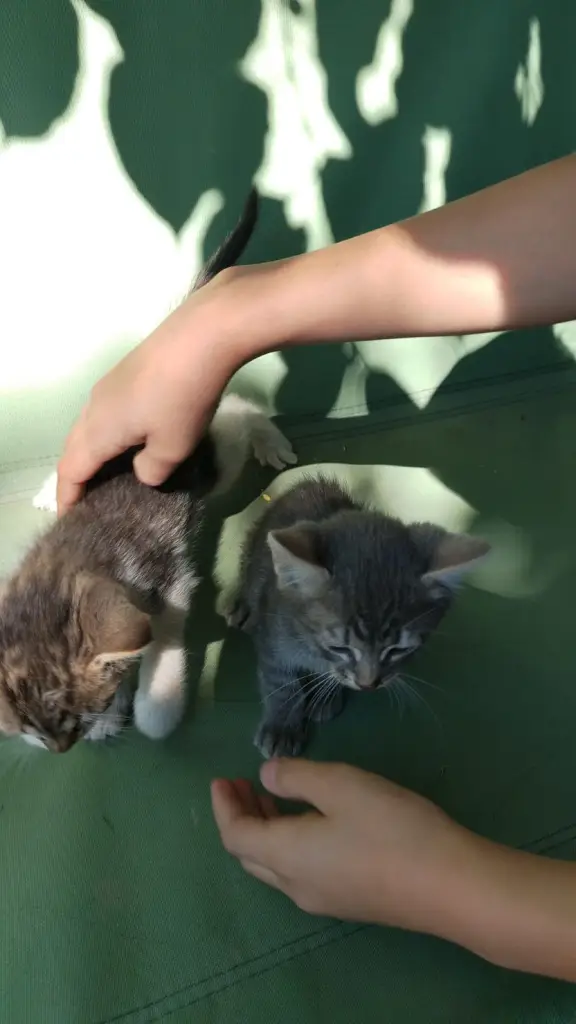 4 / 4