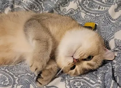 Donez British Shorthair cu Pedigree