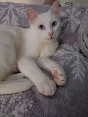 Adopție pisică