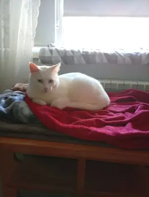 Adopție pisică