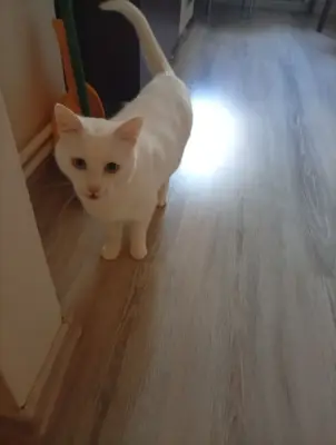 Adopție pisică