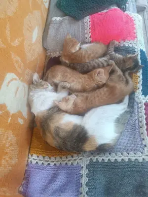 Donez patru pisoi