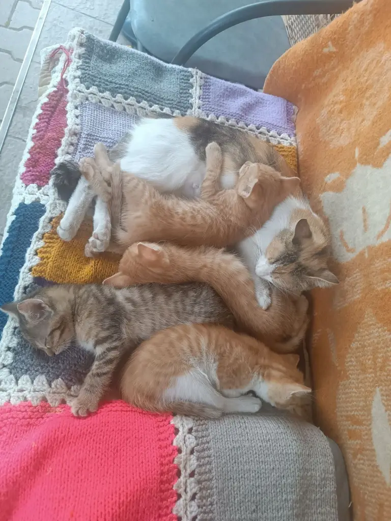 2 / 4