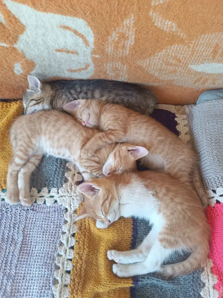4 / 4