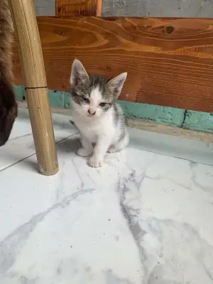 Donez pisici iiii
