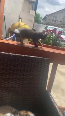 Donez pisici iiii
