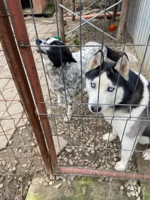 DONEZ Husky-Oradea