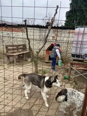 DONEZ Husky-Oradea